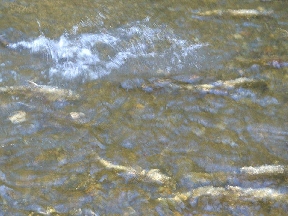 Salmon swimming upstream